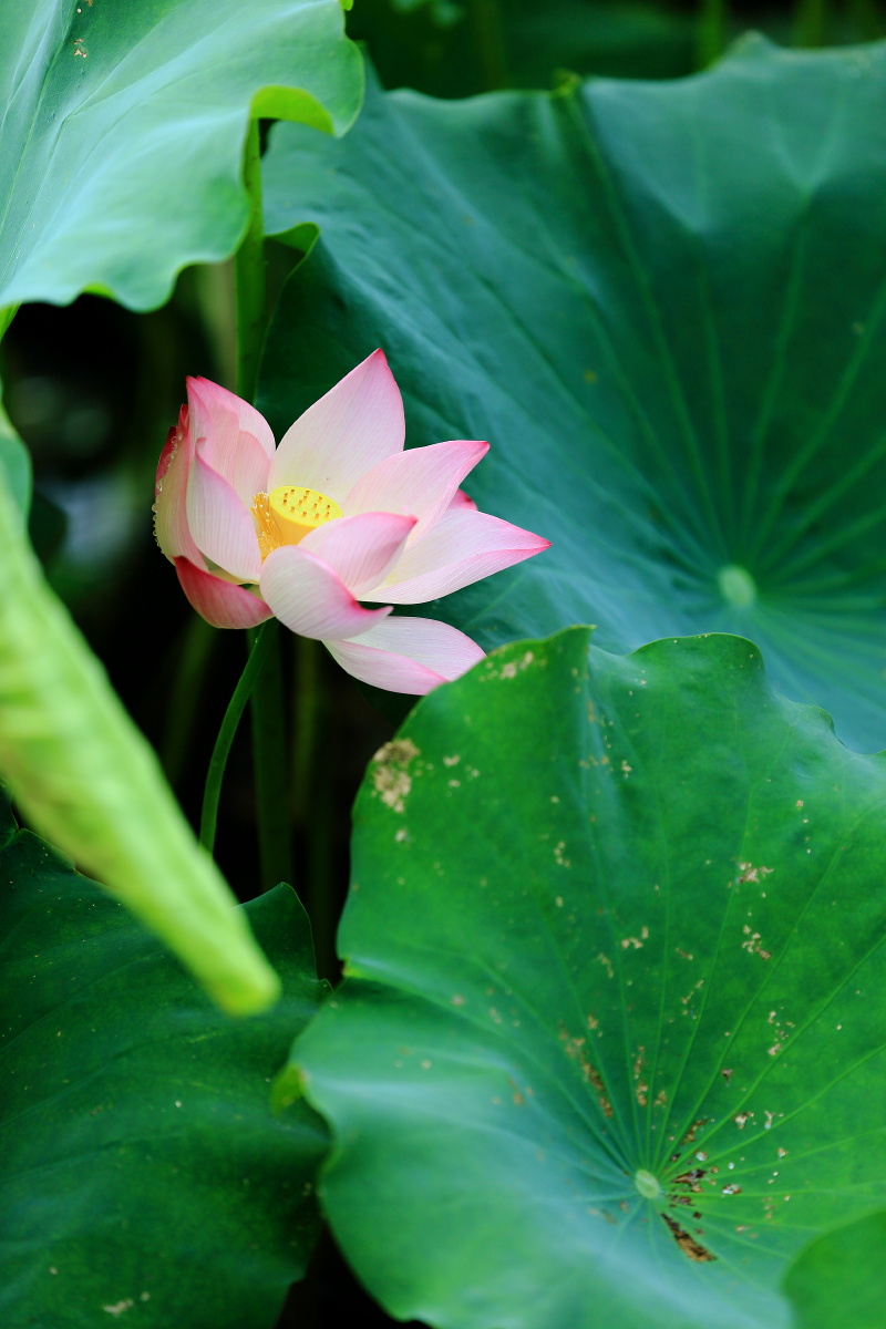 _莲生—那股独特的香气与灵魂的力量