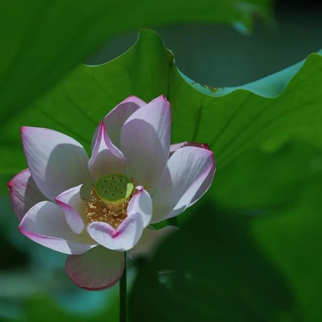 _莲生—那股独特的香气与灵魂的力量