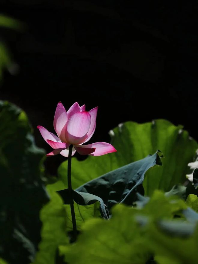 _莲生—那股独特的香气与灵魂的力量