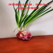 洋葱助眠：那些你不知道的神奇秘密