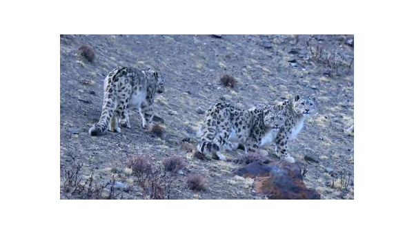 [RJ282379] 妖精们的亲密接触 全身舔舐套餐